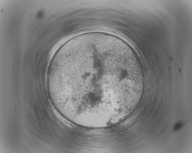 X0000062841535200602031549