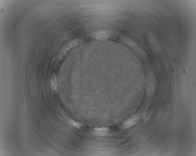 X0000062840240200602101544