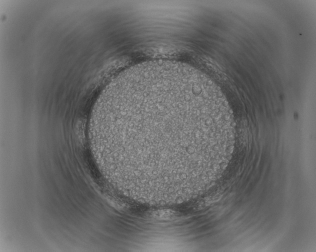 X0000062840695200602101537