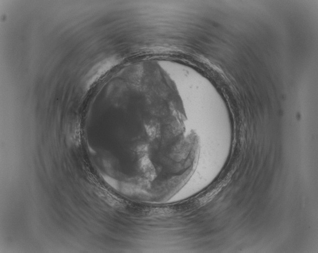 X0000062841306200602101526