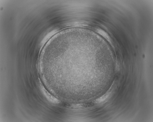 X0000062841338200602101527