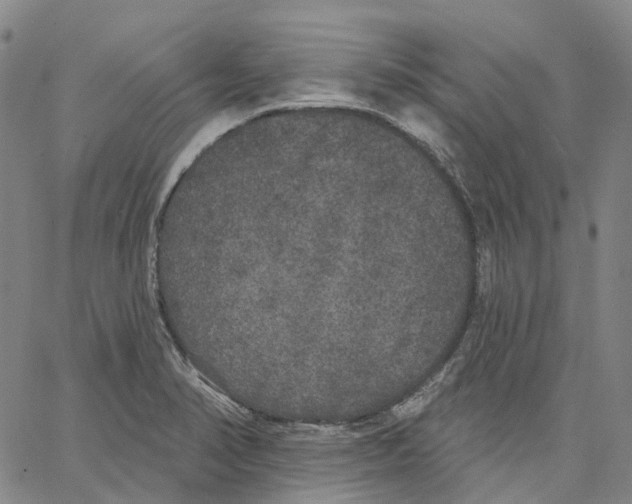 X0000062841374200602101526