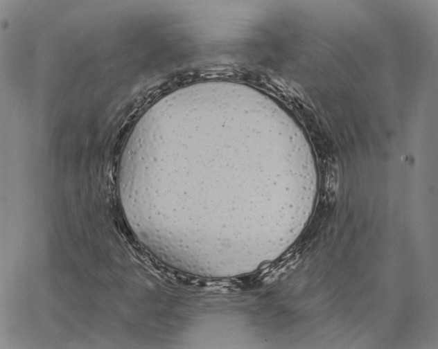 X0000062841445200602101525
