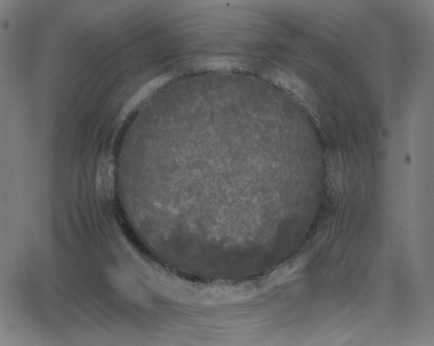 X0000062850016200601131401