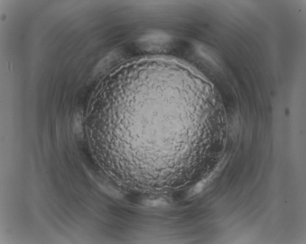 X0000062850175200601131359