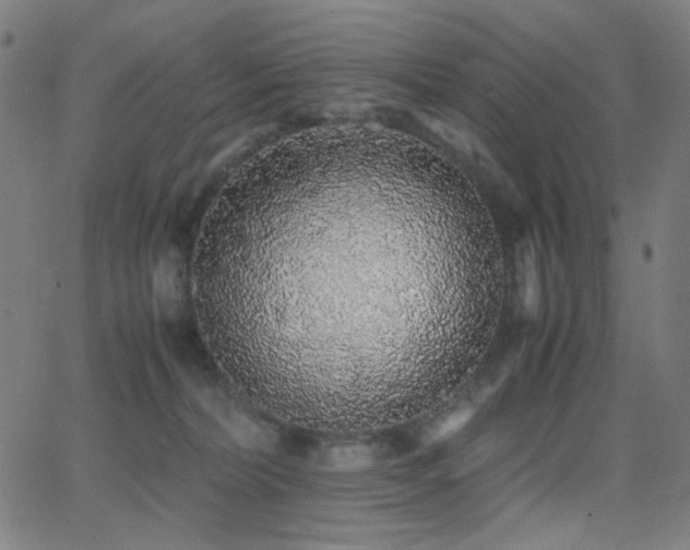 X0000062850228200601131358