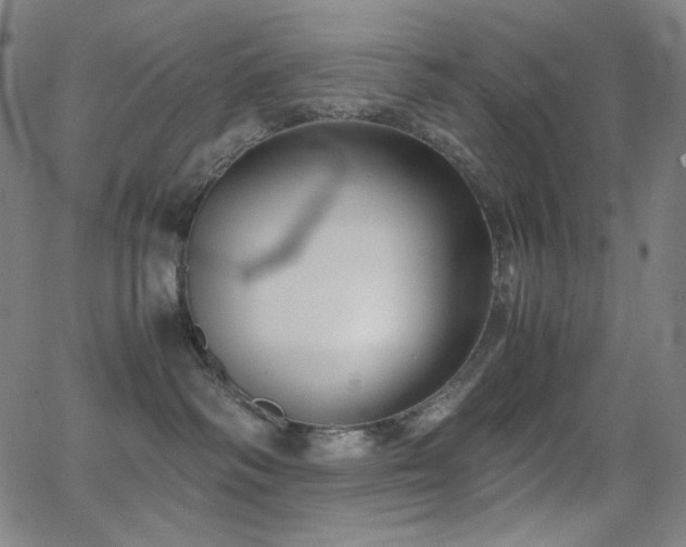 X0000062850334200601131356