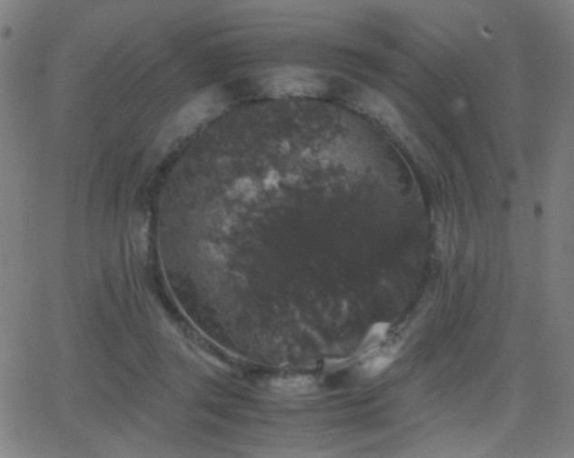 X0000062850357200601131356