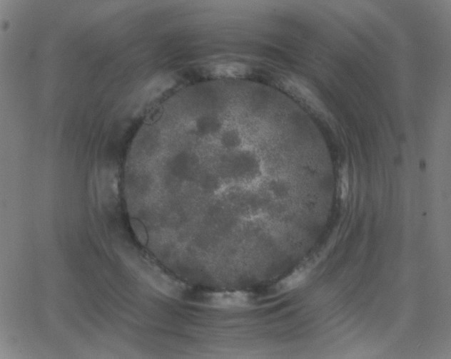 X0000062850363200601131356