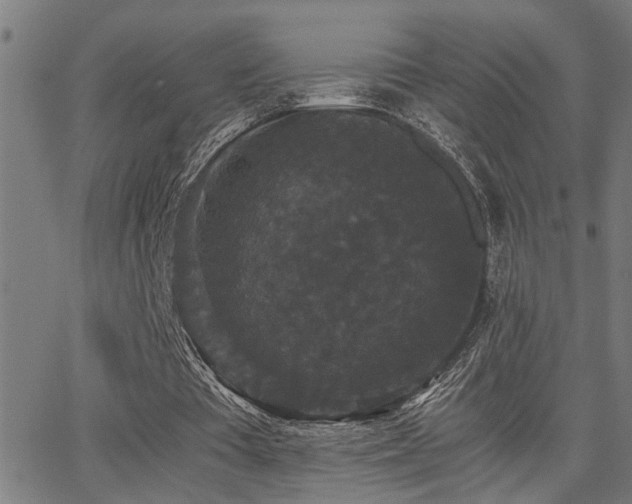 X0000062850385200601131355