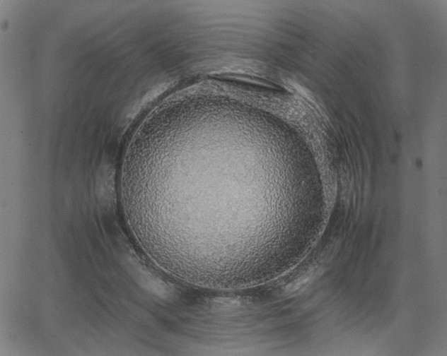 X0000062850394200601131355