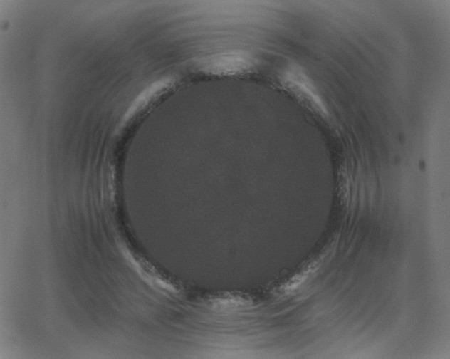 X0000062850400200601131355