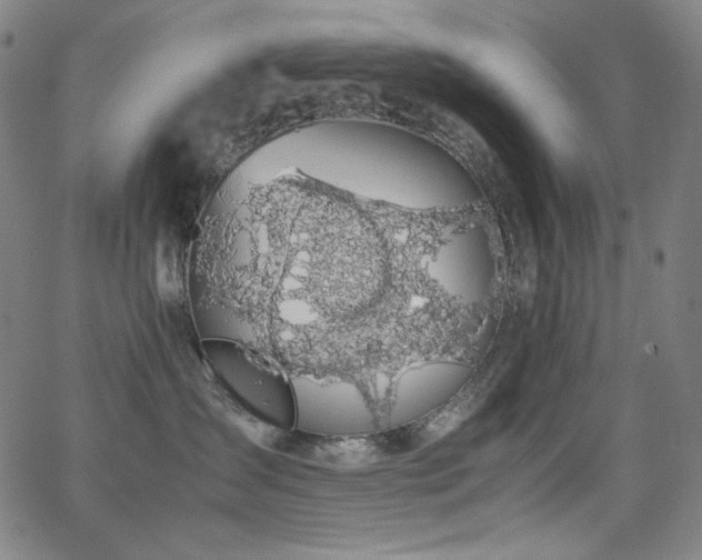 X0000062850431200601131354