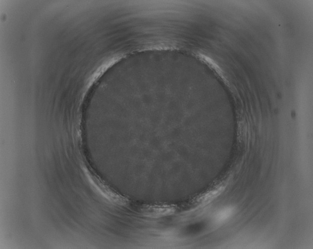 X0000062850443200601131354