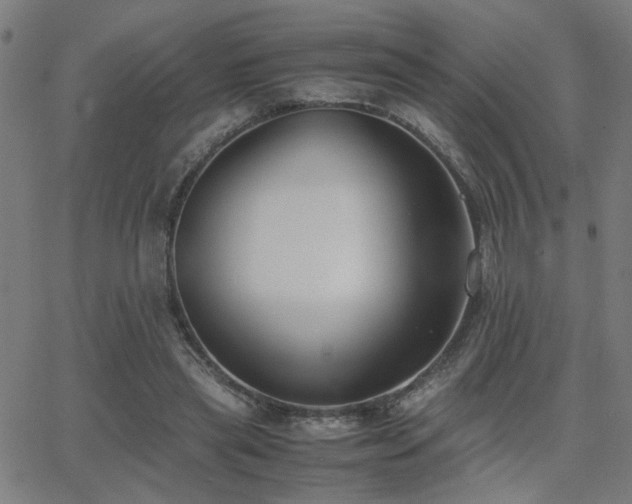 X0000062850445200601131354