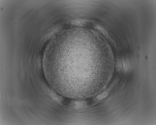 X0000062850466200601131354