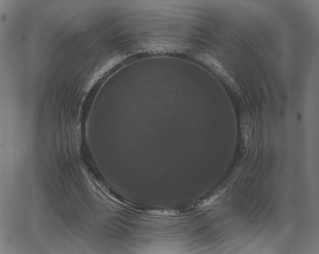 X0000062850488200601131353