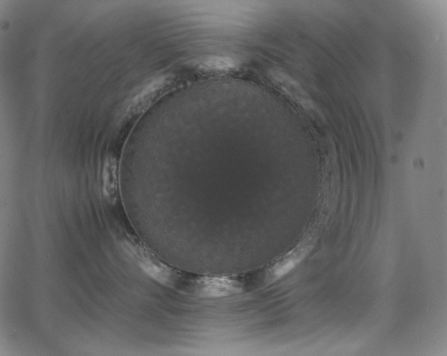 X0000062850528200601131353