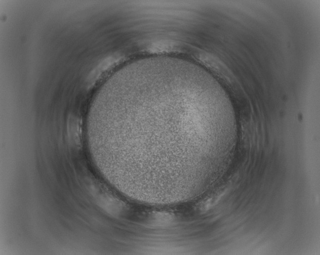 X0000062850592200601131352