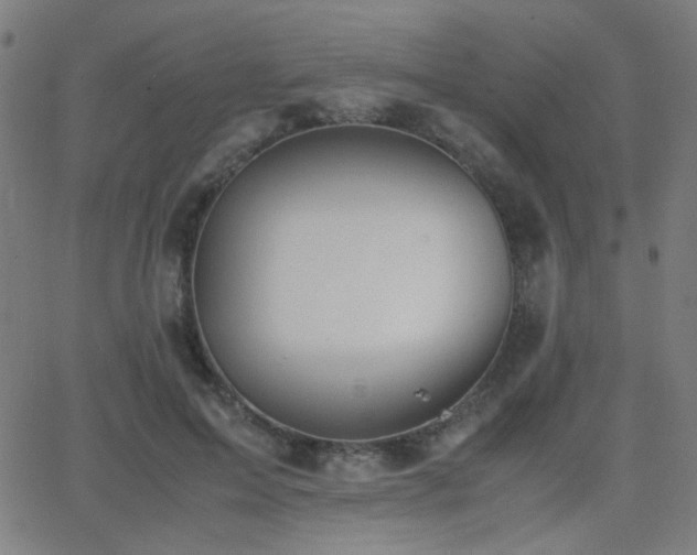 X0000062850599200601131352