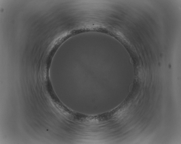 X0000062850640200601131351