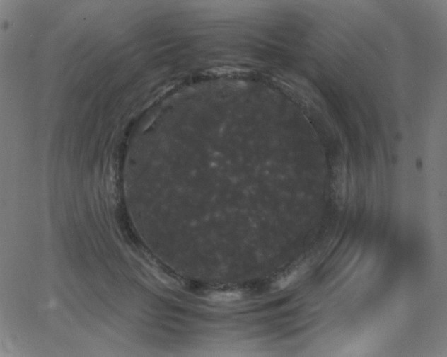 X0000062850653200601131351