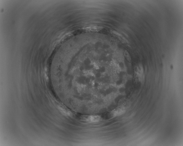 X0000062850663200601131351