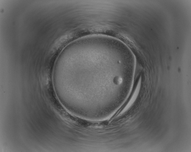 X0000062850687200601131350