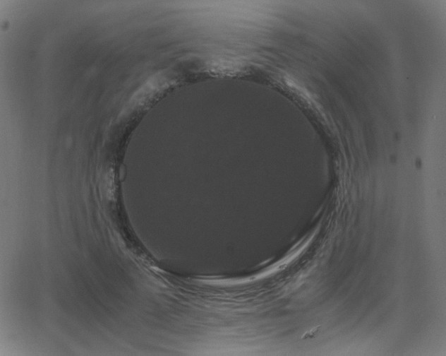 X0000062850689200601131350