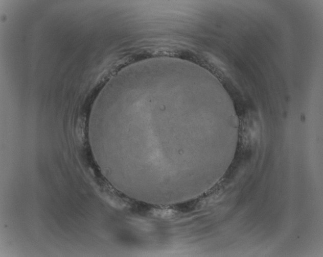 X0000062850695200601131350