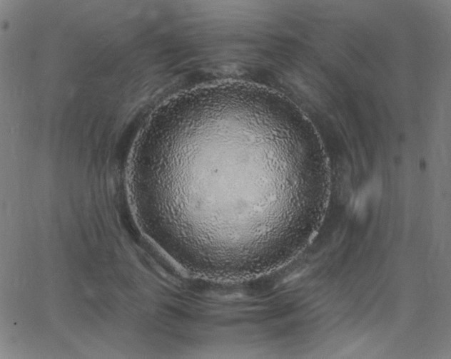 X0000062850747200601131349