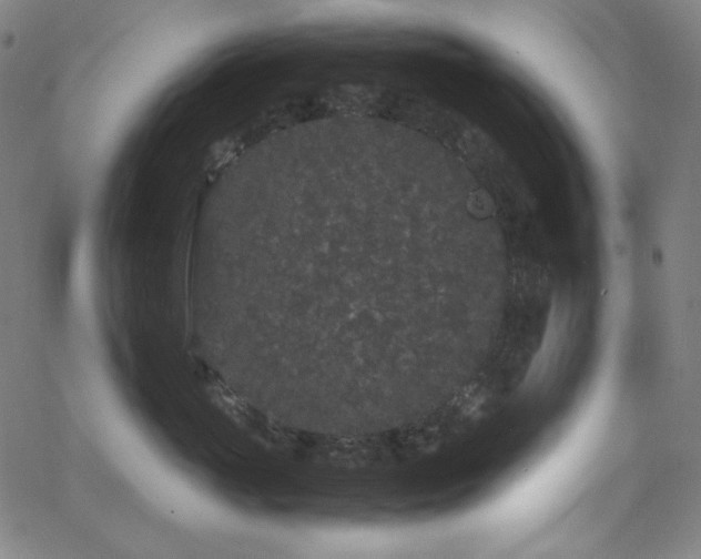 X0000062850765200601131349