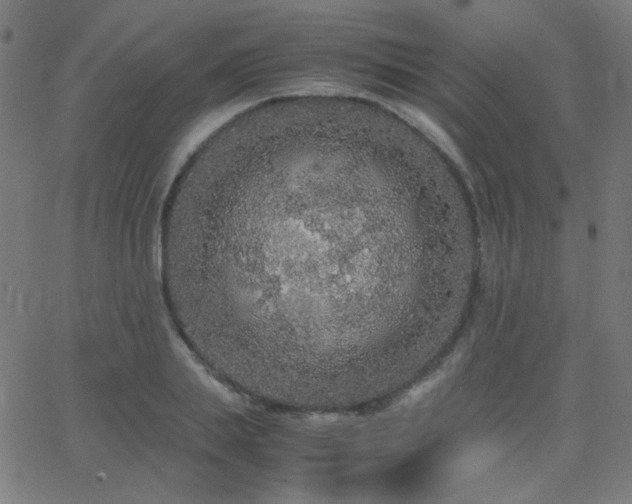 X0000062850839200601131348