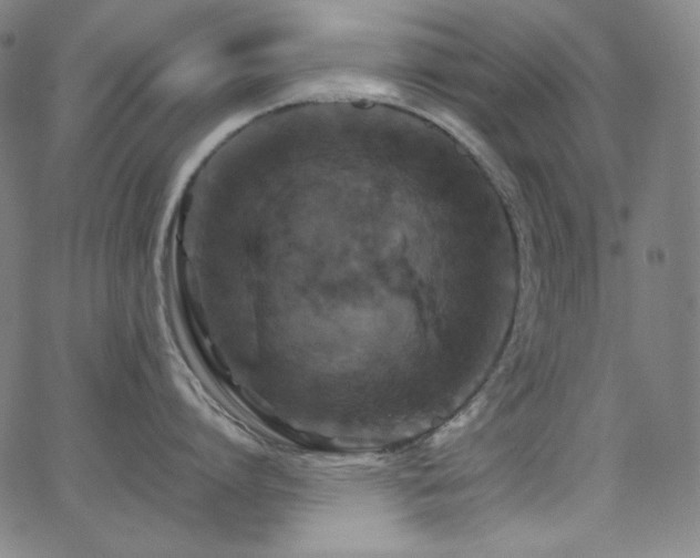 X0000062850864200601131348