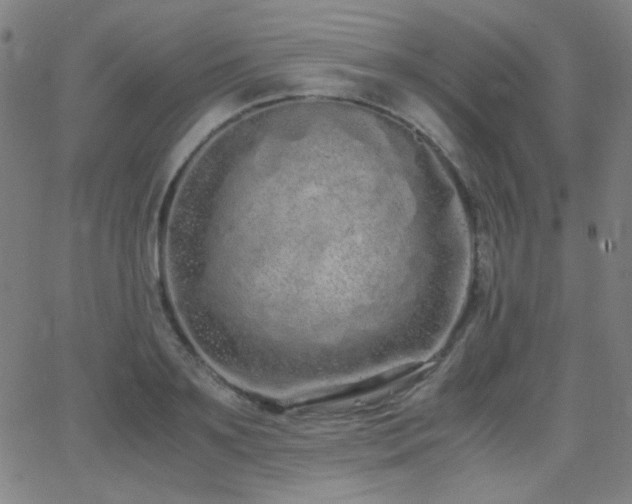 X0000062850891200601131347