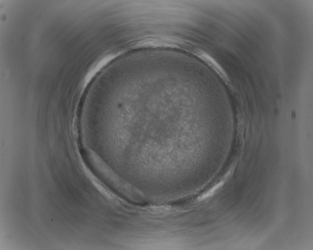 X0000062850893200601131347