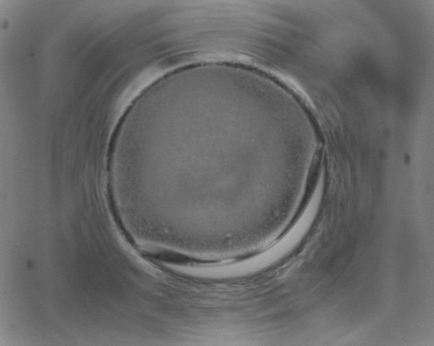 X0000062850895200601131347