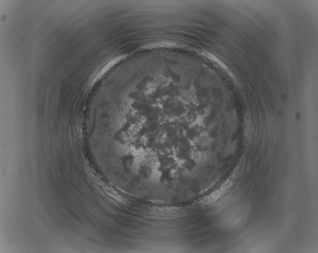 X0000062850921200601131346