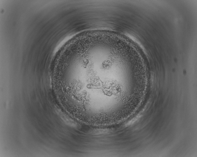 X0000062850925200601131346