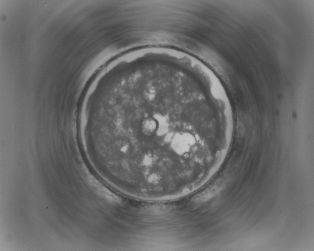 X0000062850950200601131346