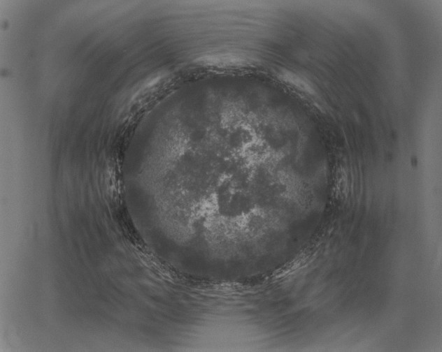 X0000062850966200601131345