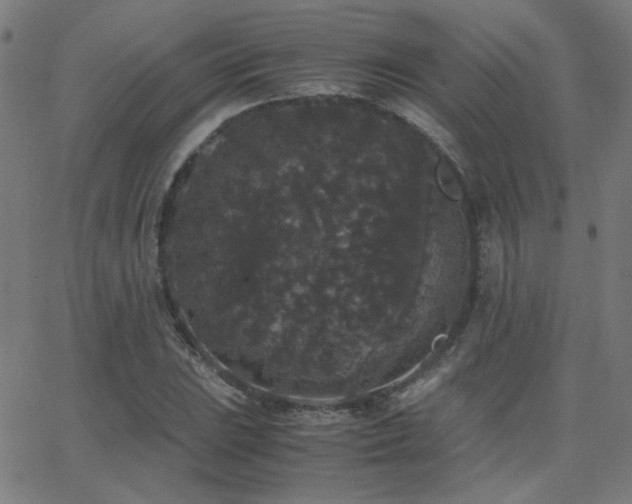 X0000062851023200601131344