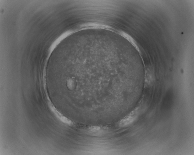 X0000062851098200601131343