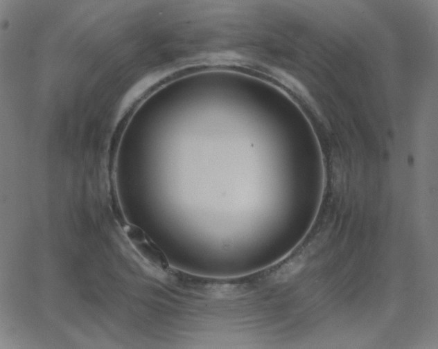 X0000062851176200601131342