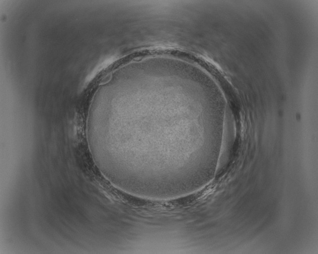 X0000062851255200601131340