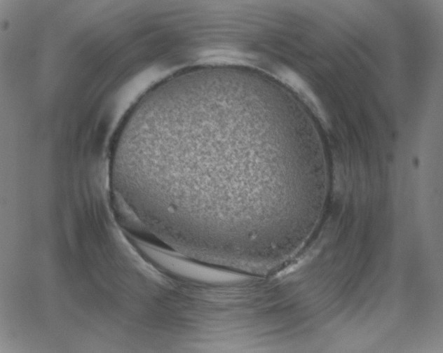 X0000062851376200601131338