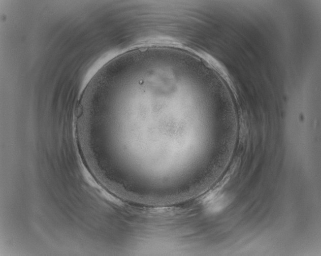 X0000062851390200601131338