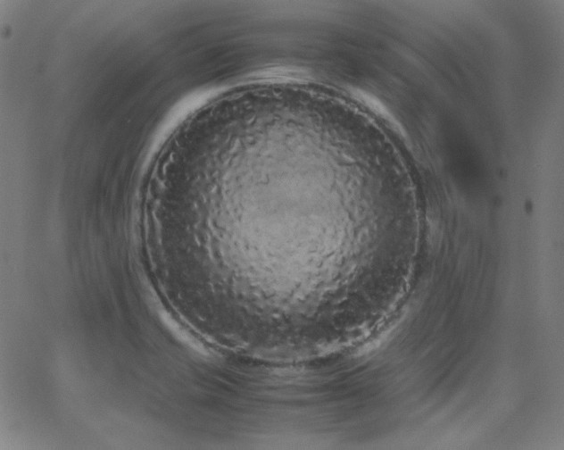 X0000062851421200601131338