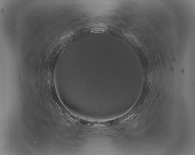 X0000062851445200601131337