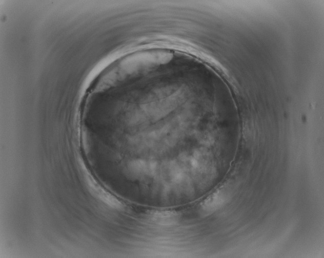 X0000062851522200601131336